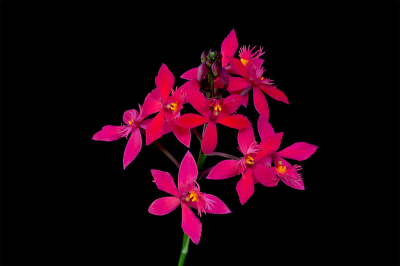 Epidendrum ibaguense