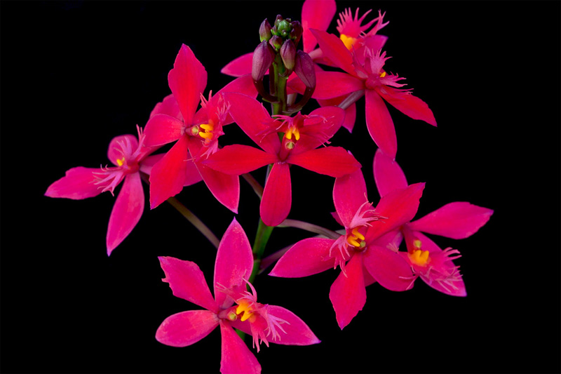 Epidendrum_ibagense2.jpg