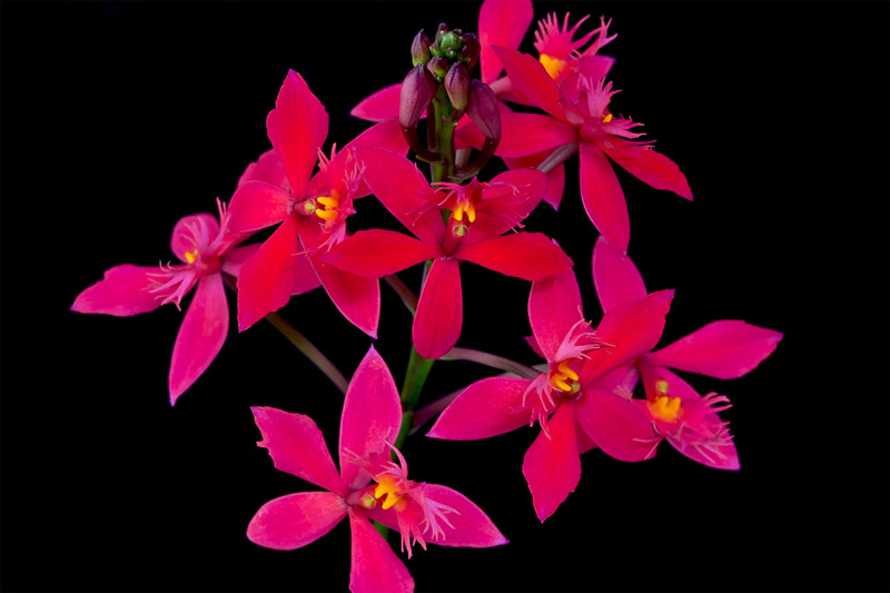 Epidendrum ibaguense