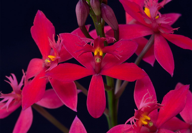 Epidendrum ibaguense