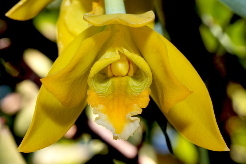 Euchile citrina (Lex.) W.E.Higgins Euchile_citrina3.jpg
