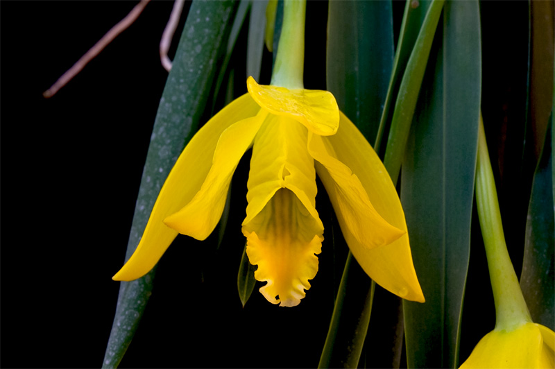 Euchile citrina (Lex.) W.E.Higgins Euchile_citrina6.jpg