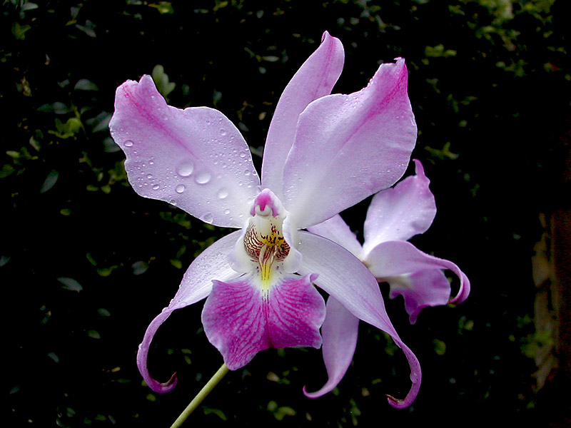 Laelia autumnalis