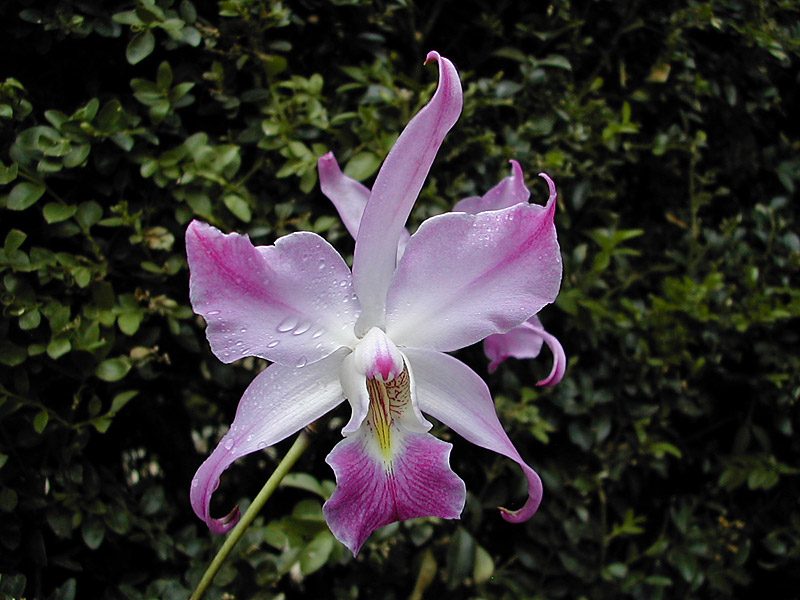 Laelia autumnalis