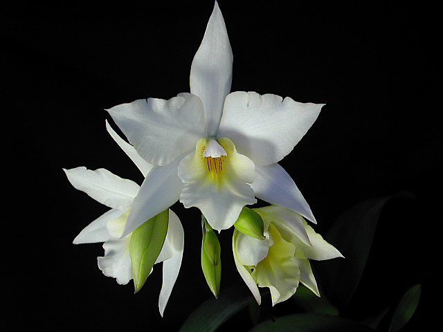 Laelia_hybride1.jpg