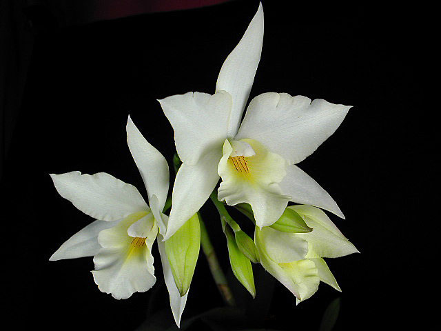 Laelia_hybride3.jpg