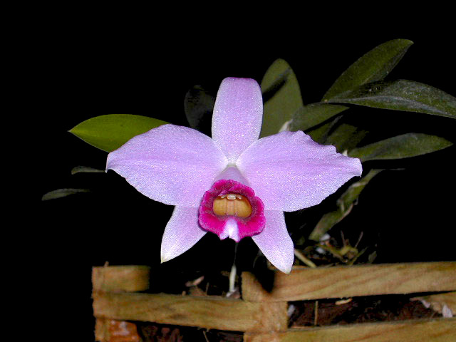 Laelia_pumila1.jpg