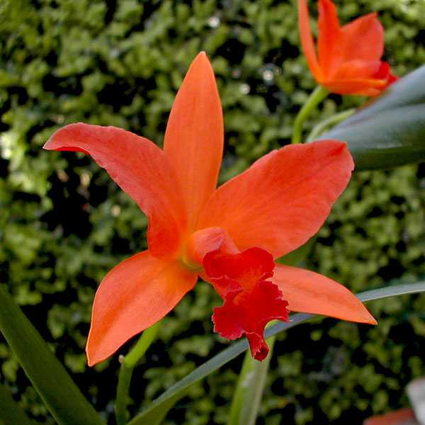 Laeliocattleya Cherokee Fire