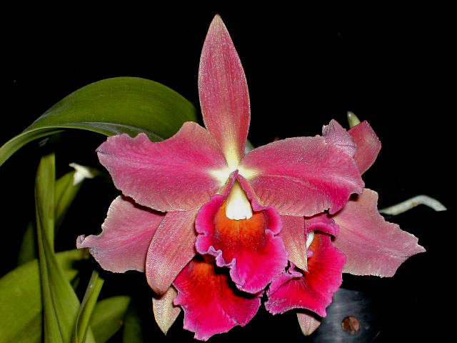 Slc Jewel Box x Laelia tenebrosa Slc_jewel_box1.jpg