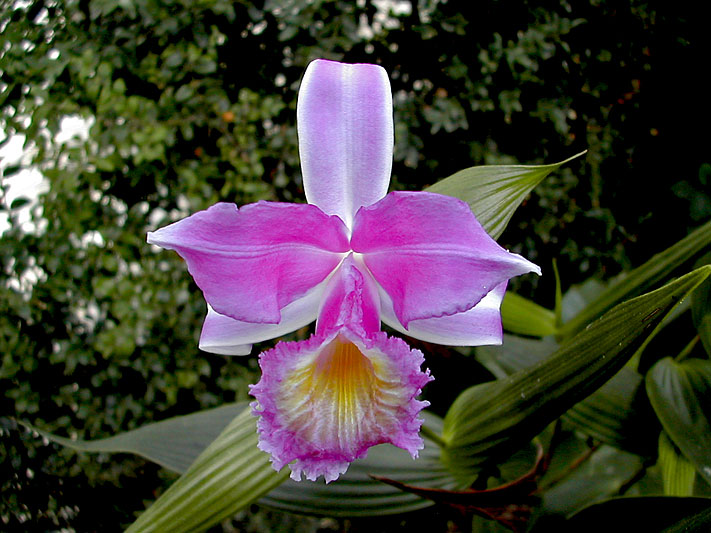 Sobralia_violacea2.jpg