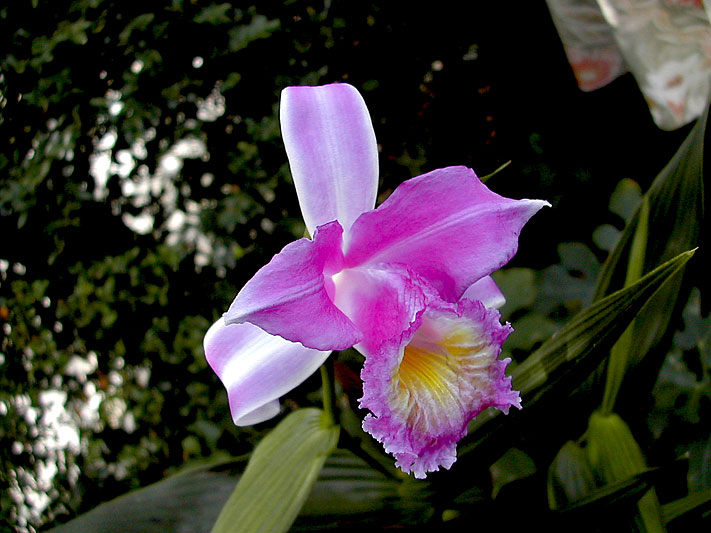 Sobralia violacea