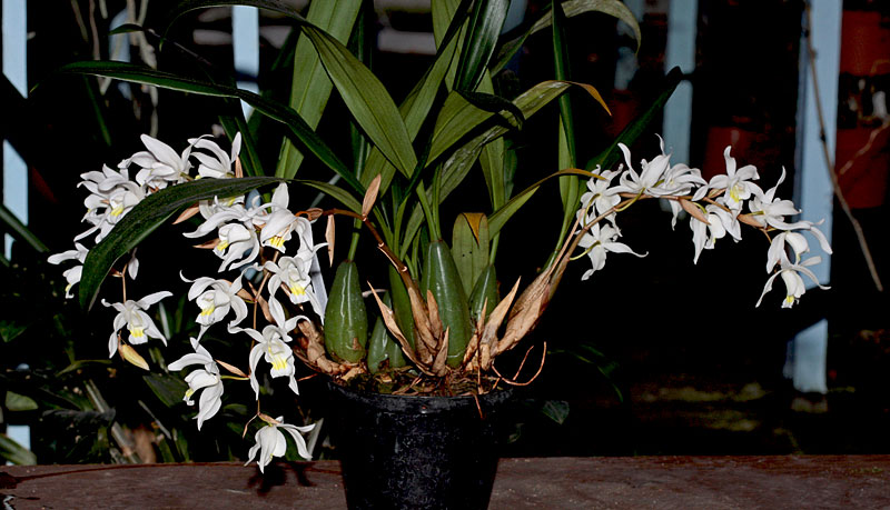 Coelogyne_Intermedia1.jpg