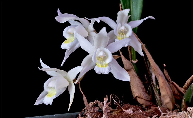 Coelogyne_Intermedia4.jpg