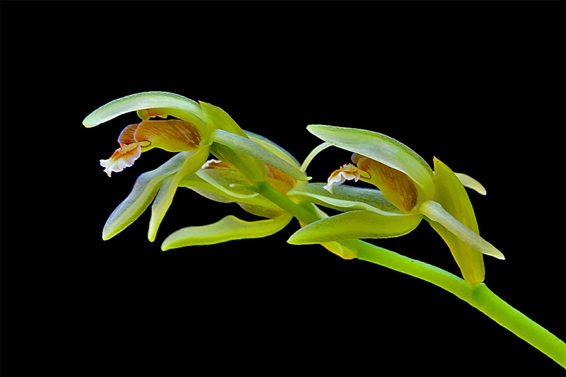 Coelogyne chloroptera