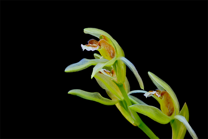 Coelogyne chloroptera