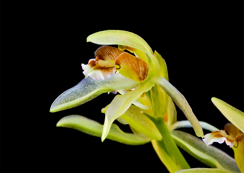 Coelogyne chloroptera