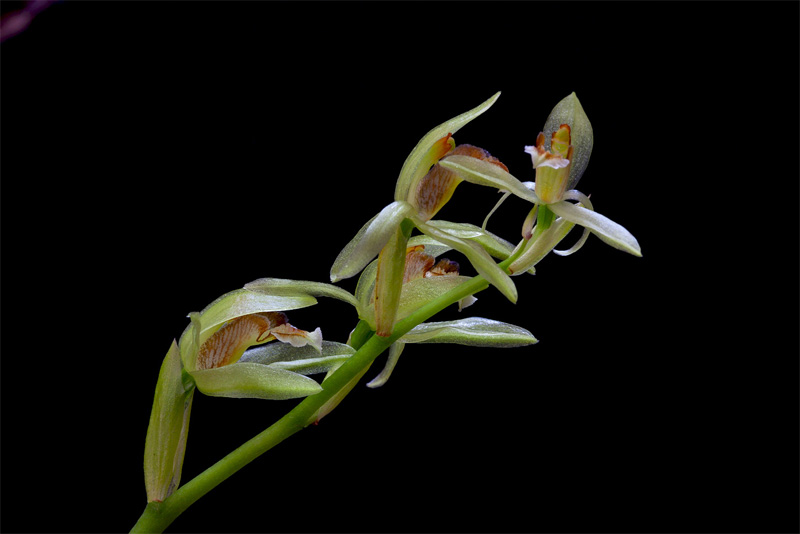 Coelogyne chloroptera