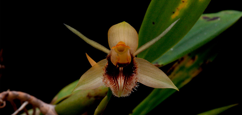 Coelogyne fimbriata