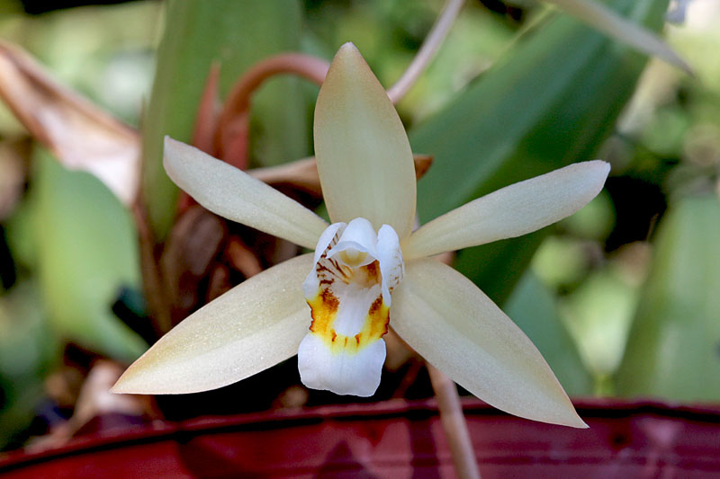 Coelogyne flaccida