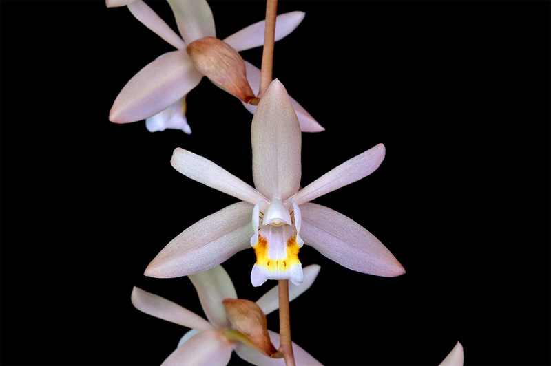 Coelogyne_flaccida4.jpg