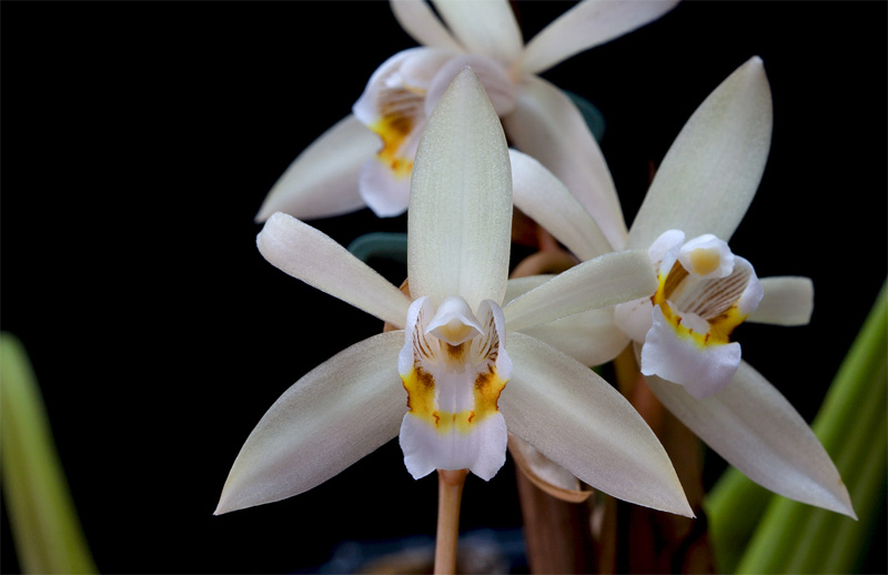 Coelogyne flaccida Lindl. Coelogyne_flaccida5.jpg