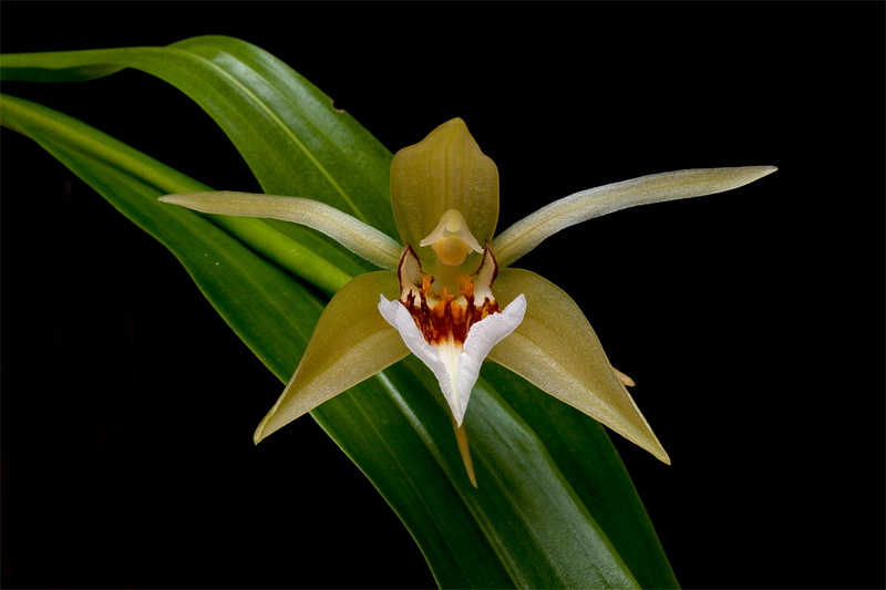 Coelogyne_lawrenceana3.jpg