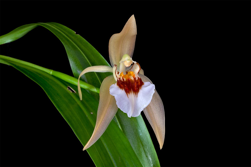 Coelogyne lawrenceana