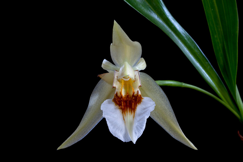 Coelogyne lawrenceana