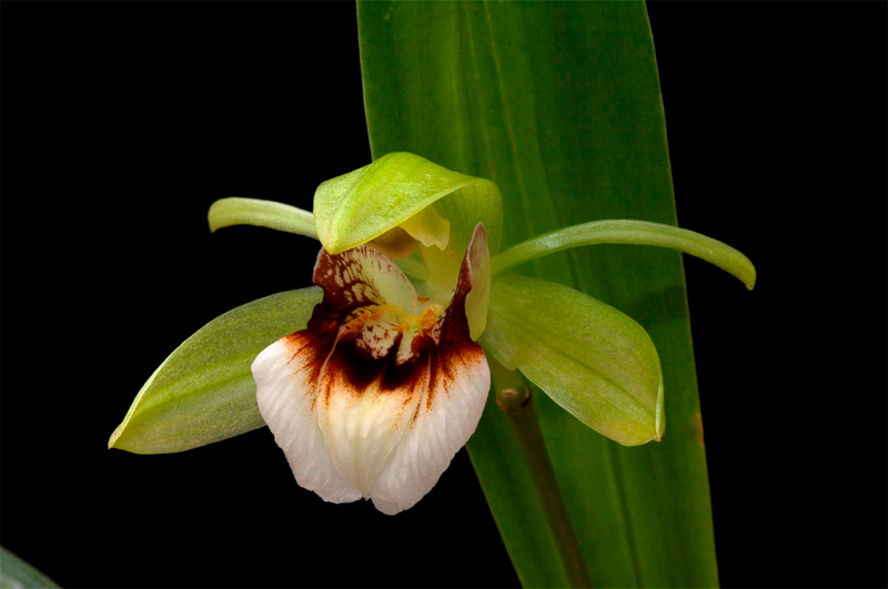 Coelogyne_marmorata1.jpg