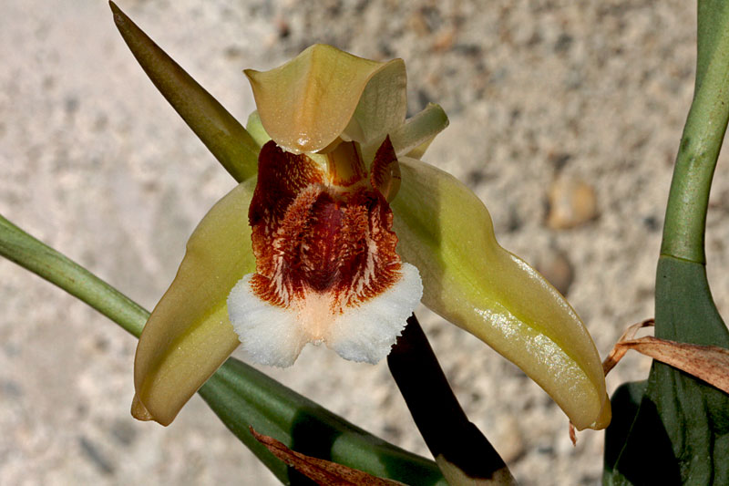 Coelogyne_speciosa1.jpg