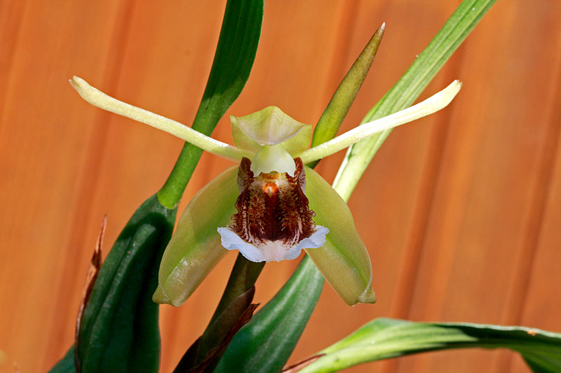 Coelogyne_speciosa3.jpg