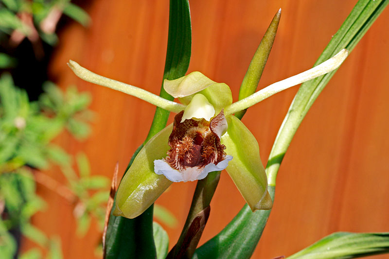 Coelogyne_speciosa4.jpg