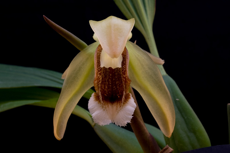 Coelogyne_speciosa5.jpg