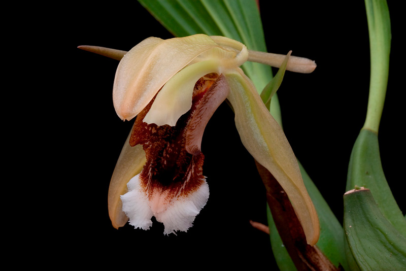 Coelogyne speciosa (Blume) Lindl. Coelogyne_speciosa7.jpg