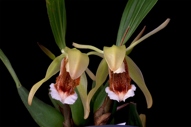 Coelogyne speciosa (Blume) Lindl. Coelogyne_speciosa8.jpg