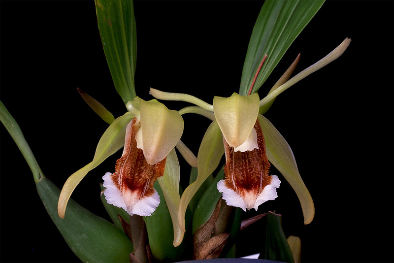 Coelogyne speciosa