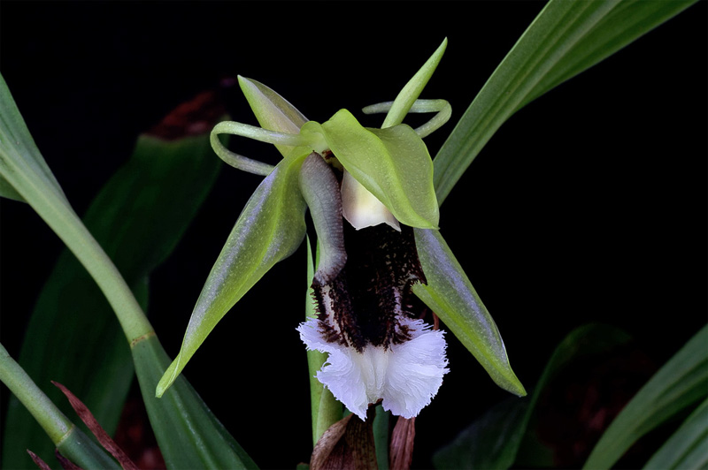 Coelogyne speciosa subsp. speciosa Coelogyne_speciosa_v_speciosa1.jpg