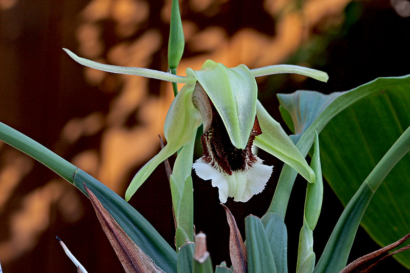 Coelogyne speciosa subsp. speciosa Coelogyne_speciosa_v_speciosa2.jpg