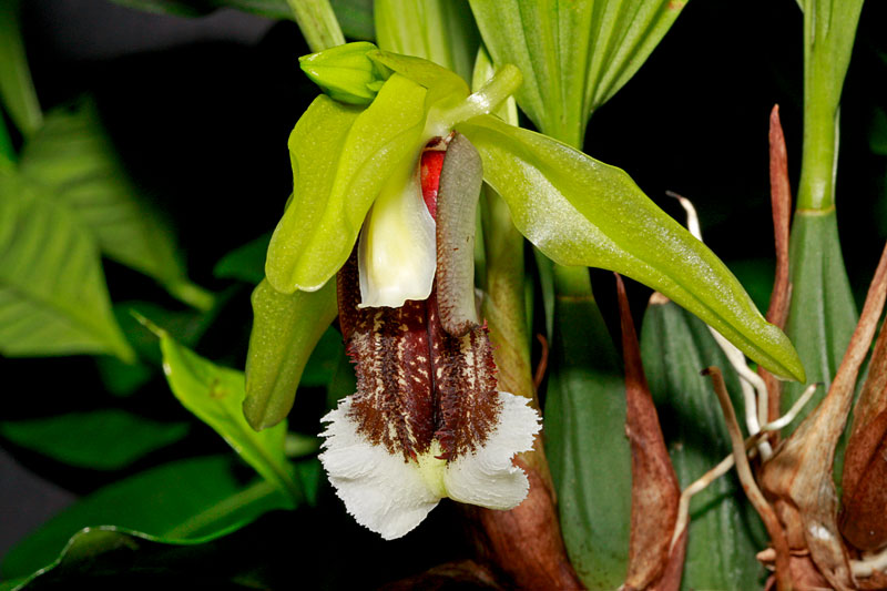 Coelogyne_speciosa_v_speciosa4.jpg