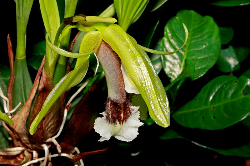 Coelogyne_speciosa_v_speciosa5.jpg