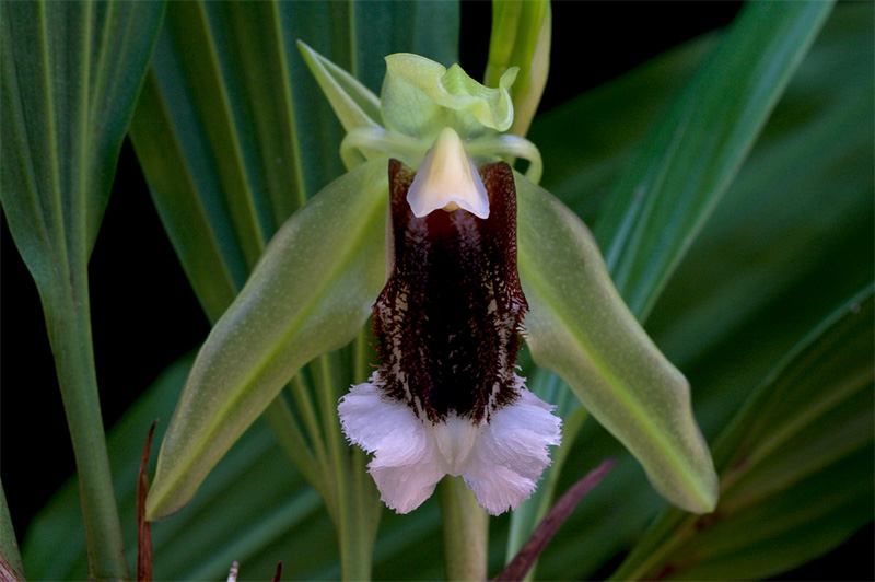 Coelogyne_speciosa_v_speciosa6.jpg