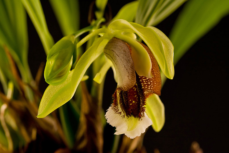 Coelogyne_speciosa_v_speciosa7.jpg