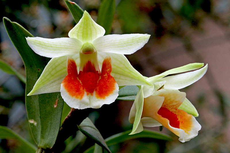 Dendrobium Hsinying Mareezukii