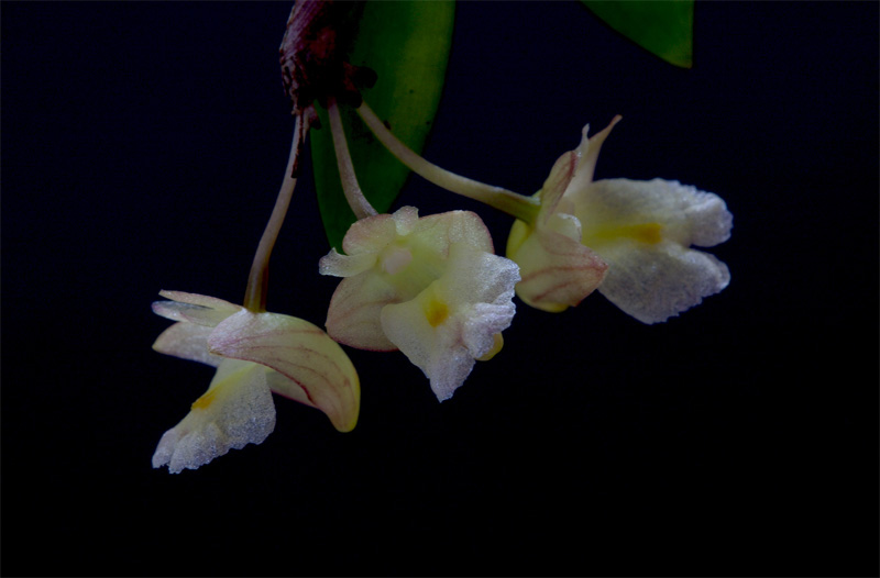 Dendrobium acinaciforme