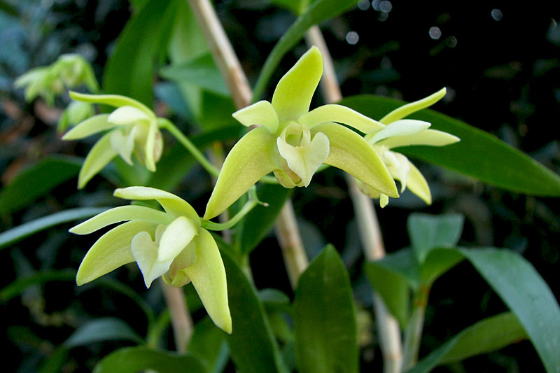 Dendrobium adae