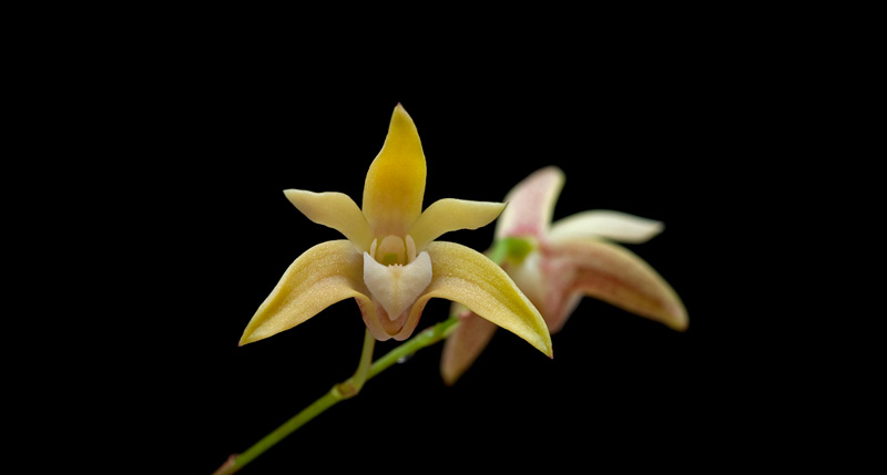 Dendrobium adae