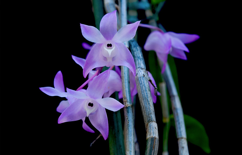 Dendrobium aduncum