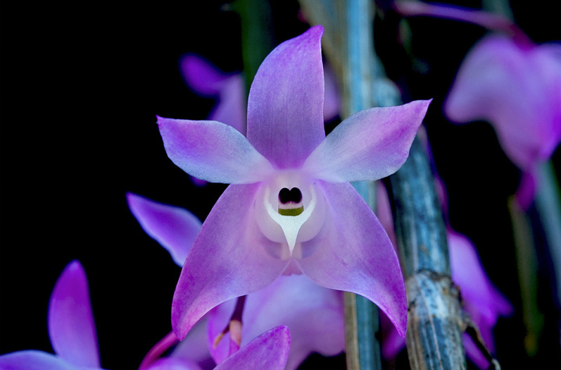 Dendrobium aduncum