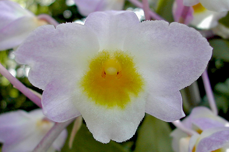 Dendrobium amabile