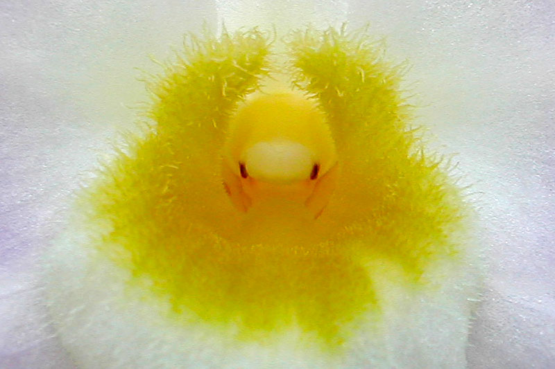 Dendrobium amabile (Lour.) O'Brien Dendrobium_amabile3.jpg
